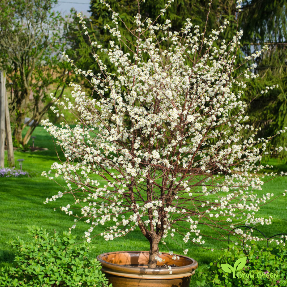 5 seeds of Dwarf Cherry - PRUNUS CERASUS - Sour Cherry + Gift 5 seeds Sunflower