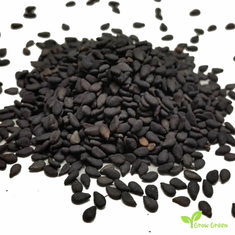 100 seeds of Black Sesame - SESAMUM INDICUM + Gift 5 seeds Sunflower