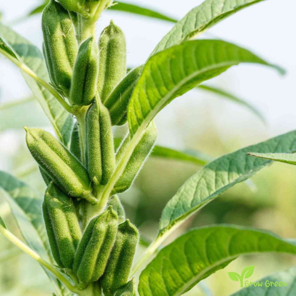 100 seeds of Black Sesame - SESAMUM INDICUM + Gift 5 seeds Sunflower