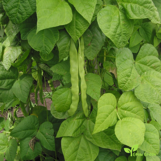 50 seeds of Light Red Kidney Bean - PHASEOLUS VULGARI + Gift 5 seeds of Sunflower
