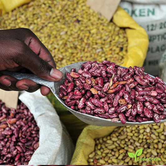 20 seeds of Red Bean Uganda - PHASEOLUS VULGARIS - Nambale + Gift 5 seeds of Sunflower