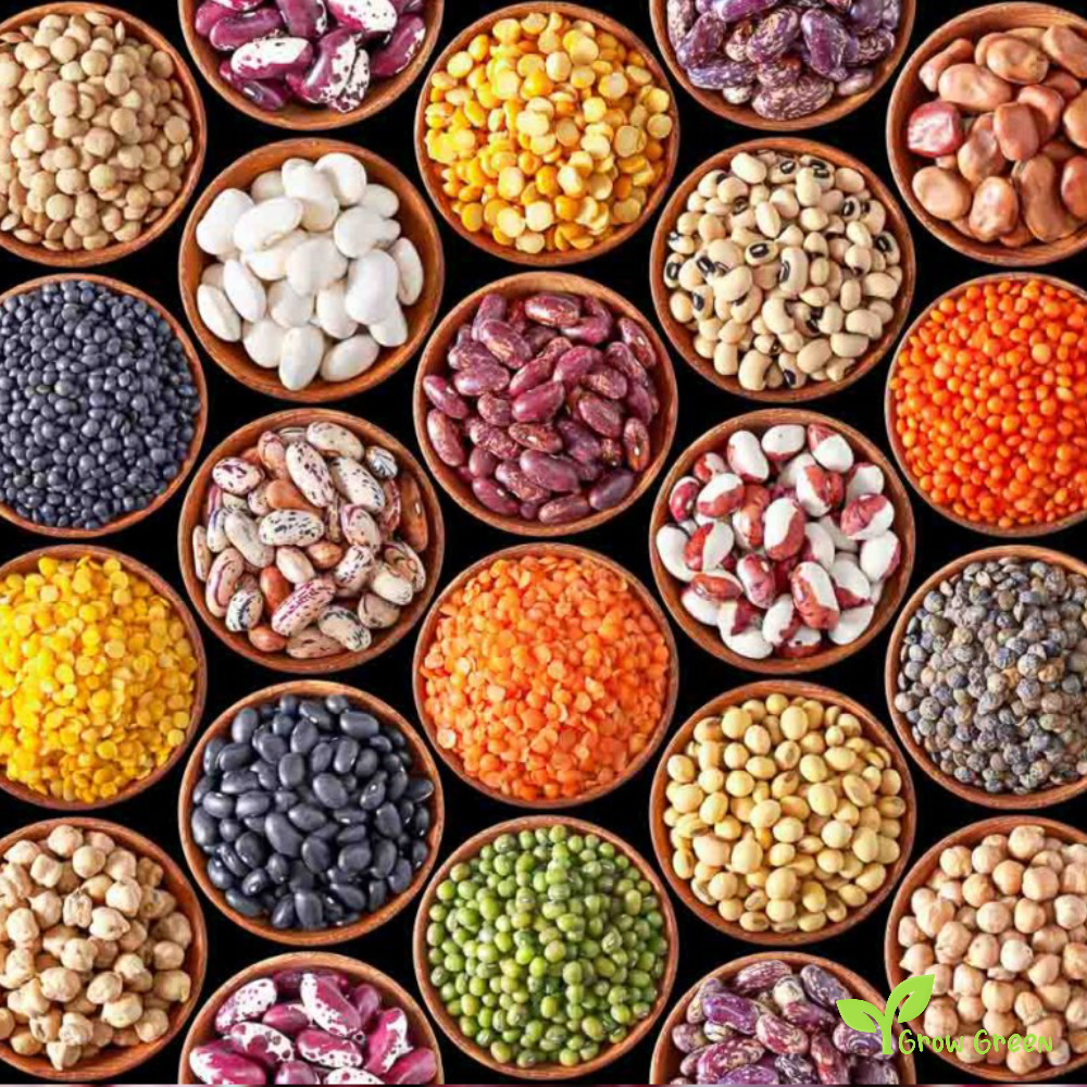 20 seeds of Red Bean Uganda - PHASEOLUS VULGARIS - Nambale + Gift 5 seeds of Sunflower