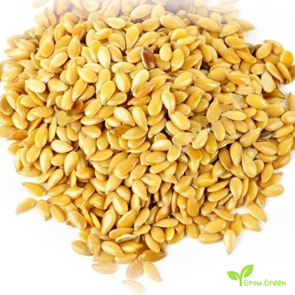 100 seeds of Yellow Golden Flax - LINUM USITATISSIMUM - Linen + Gift 5 seeds of Sunflower