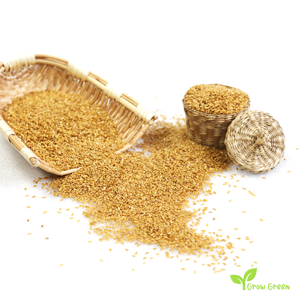 100 seeds of Yellow Golden Flax - LINUM USITATISSIMUM - Linen + Gift 5 seeds of Sunflower