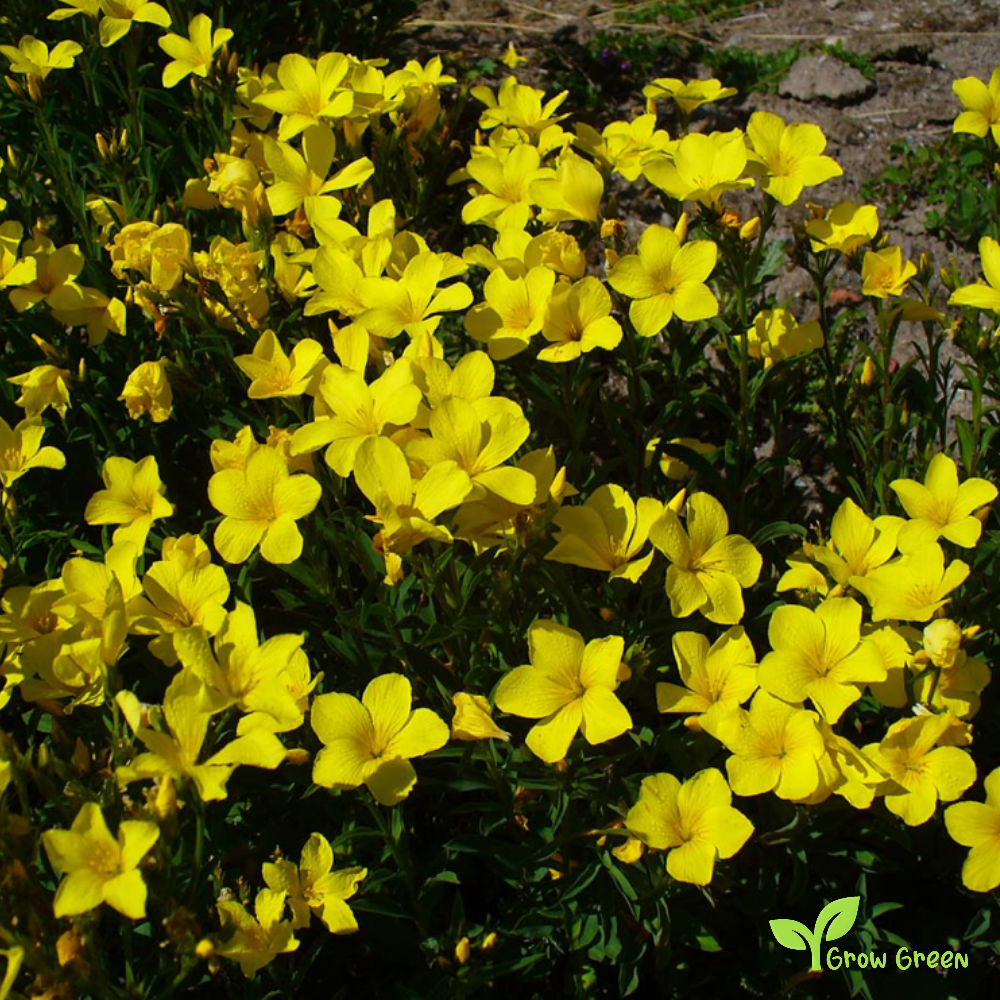 100 seeds of Yellow Golden Flax - LINUM USITATISSIMUM - Linen + Gift 5 seeds of Sunflower
