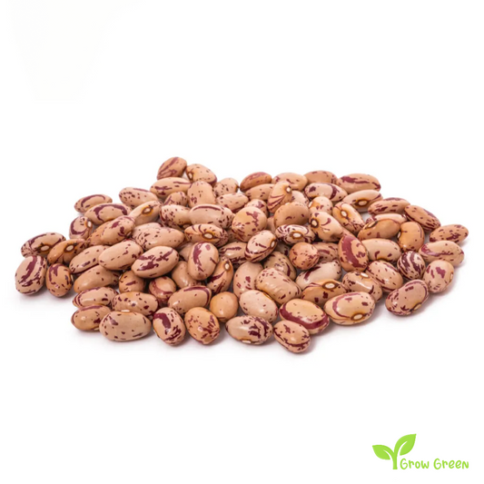 100 seeds of Rosecoco Bean - PHASEOLUS VULGARIS + Gift 5 seeds of Sunflower