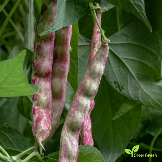 100 seeds of Pinto Bean - PHASEOLUS VULGARIS + Gift 5 seeds of Sunflower