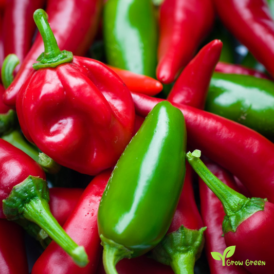 10 seeds of Bullet Chilli Pepper - CAPSICUM ANNUUM + Gift 5 seeds of Sunflower