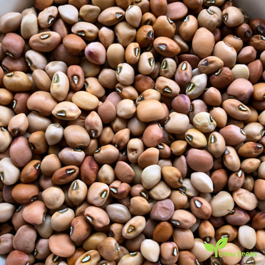 100 seeds of Crowder Bean - VIGNA UNGUICULATA - Cow Pea + Gift 5 seeds Sunflower