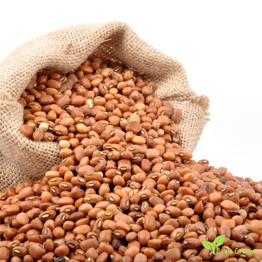 100 seeds of Crowder Bean - VIGNA UNGUICULATA - Cow Pea + Gift 5 seeds Sunflower