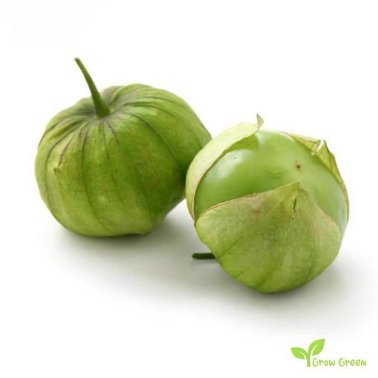 20 seeds of Green Tomatillo - PHYSALIS PHILADELPHICA + Gift 5 seeds of Sunflower