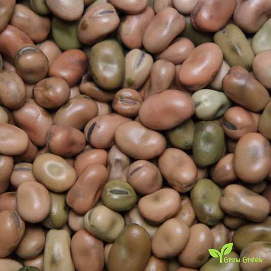 50 seeds of Small Broad Bean - VICIA FABA - Fava Bean + Gift 5 seeds Sunflower