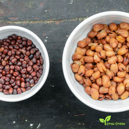 50 seeds of Small Broad Bean - VICIA FABA - Fava Bean + Gift 5 seeds Sunflower