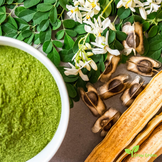 5 seeds of Moringa - MORINGA OLEIFERA - Drumstick Tree + Gift 5 seeds Sunflower
