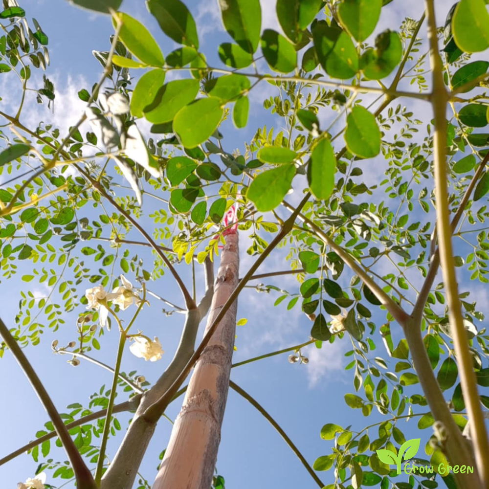 5 seeds of Moringa - MORINGA OLEIFERA - Drumstick Tree + Gift 5 seeds Sunflower