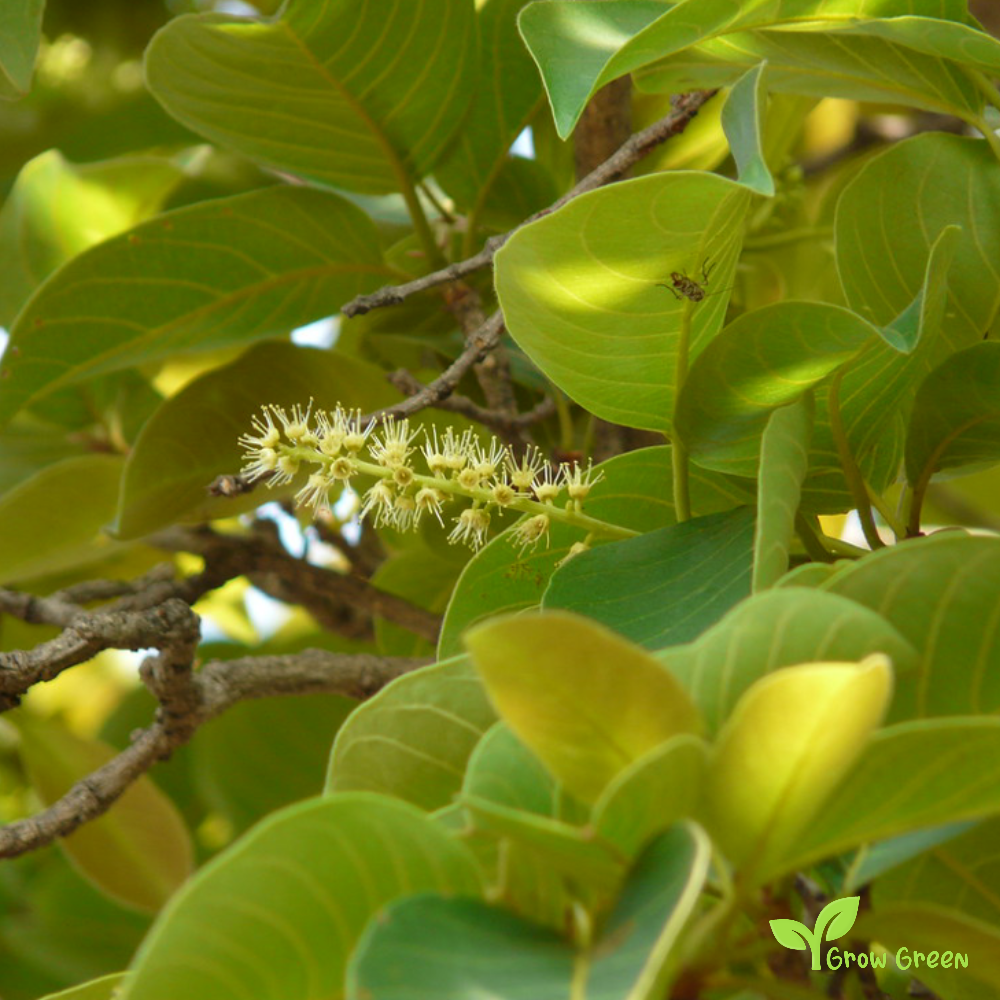 5 seeds of Chebulic Myrobalan - TERMINALIA CHEBULA + Gift 5 seeds Sunflower