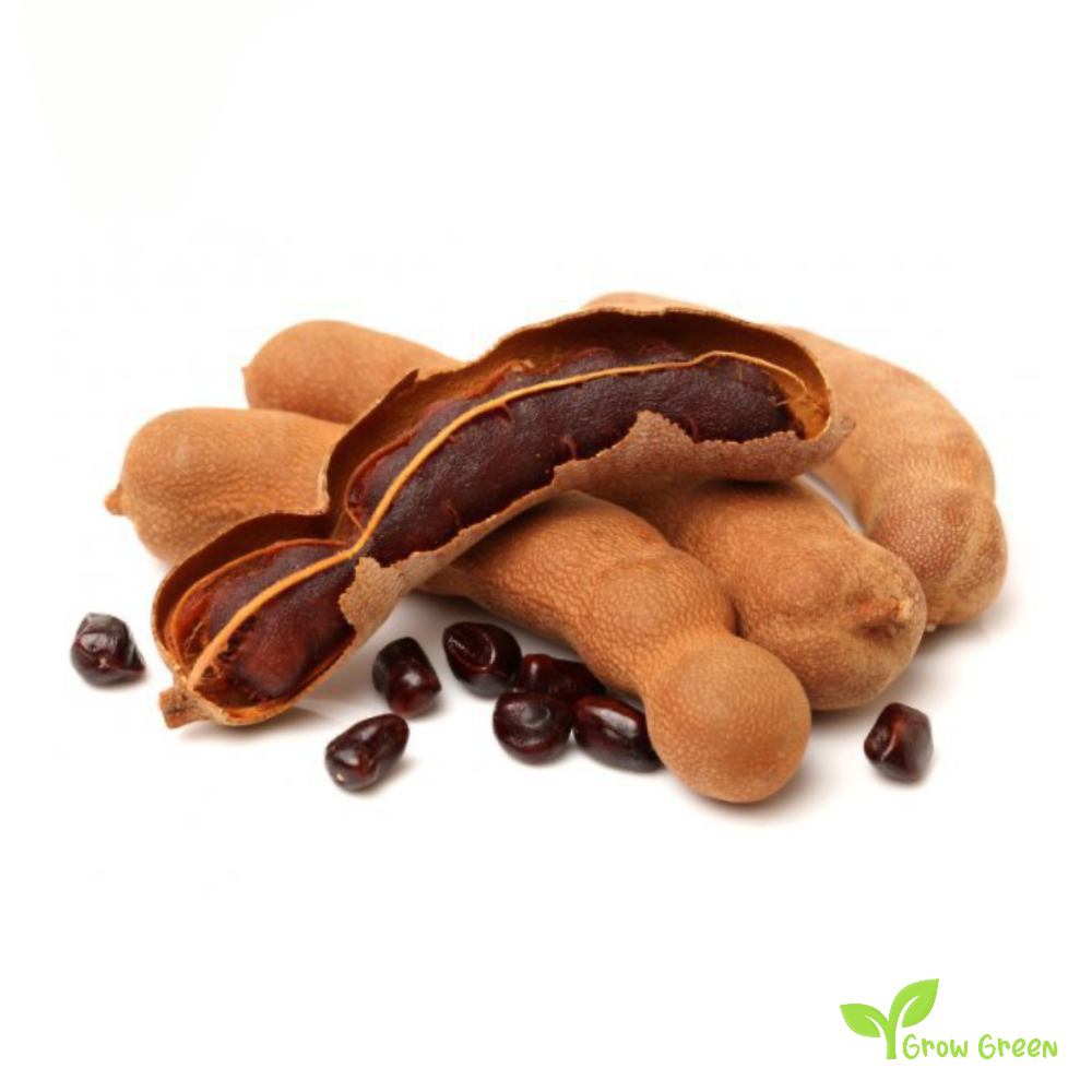 10 seeds of Tamarind - TAMARINDUS INDICA + Gift 5 seeds of Sunflower