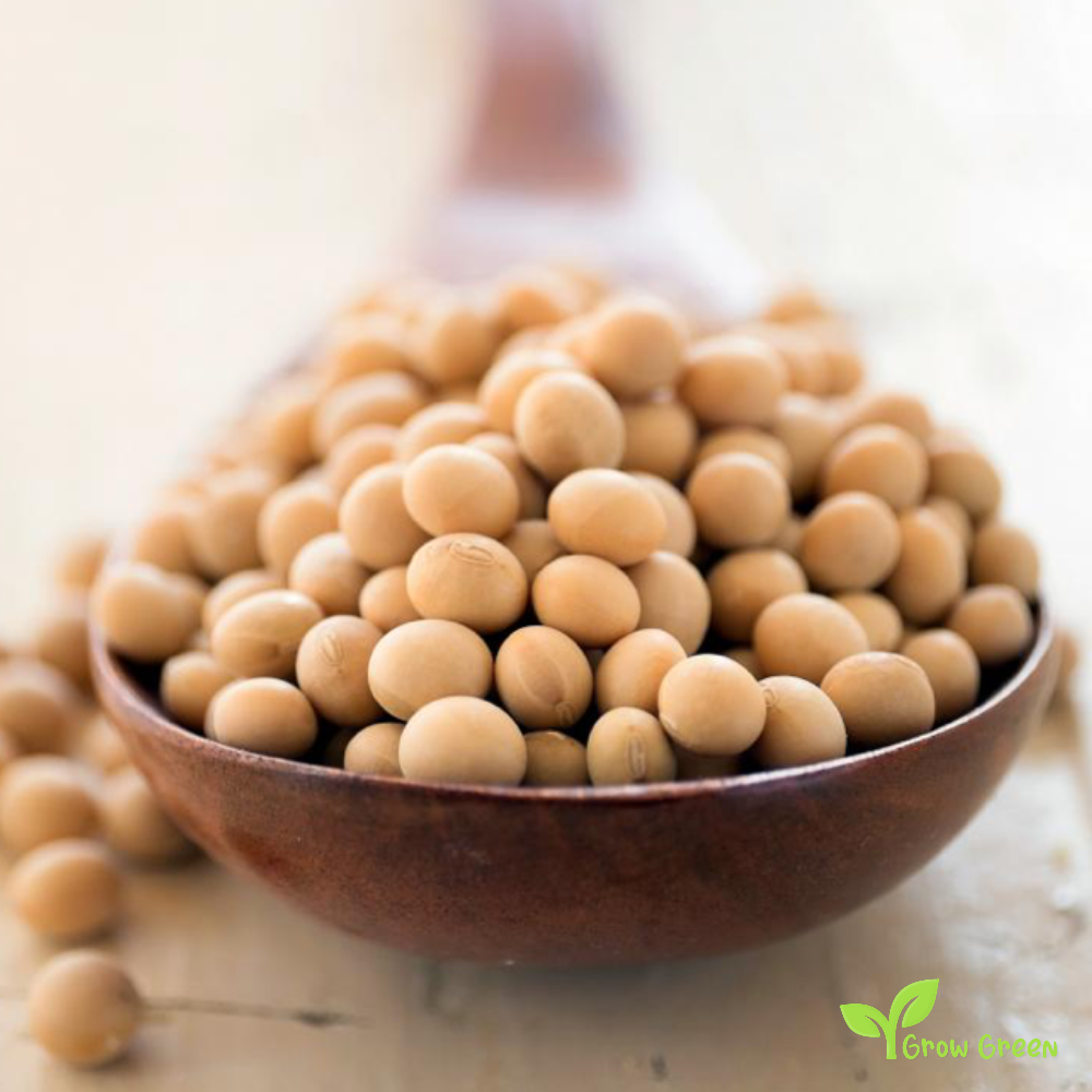 100 seeds of Soybean - GLYCINE MAX - Soya Bean + Gift 5 seeds of Sunflower