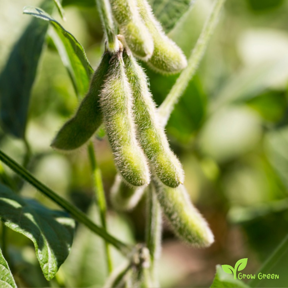 100 seeds of Soybean - GLYCINE MAX - Soya Bean + Gift 5 seeds of Sunflower