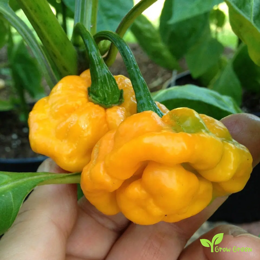 10 seeds of Yellow Scotch Bonnet Chilli  - CAPSICUM CHINENESE + Gift 5 seeds Sunflower