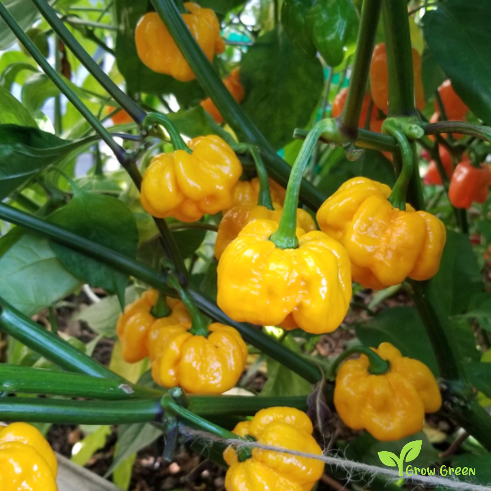 10 seeds of Yellow Scotch Bonnet Chilli  - CAPSICUM CHINENESE + Gift 5 seeds Sunflower