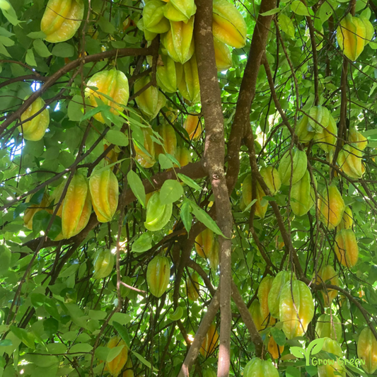 2 seeds of Star Fruit - AVERRHOA CARAMBOLA - Starfruit + Gift 5 seeds Sunflower