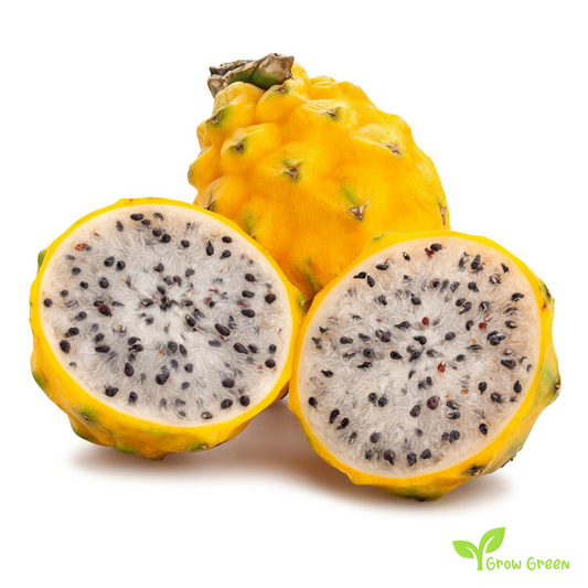 10 seeds of Yellow Dragon Fruit - HYLOCEREUS MEGALANTHUS - Pitahaya + Gift 5 seeds Sunflower