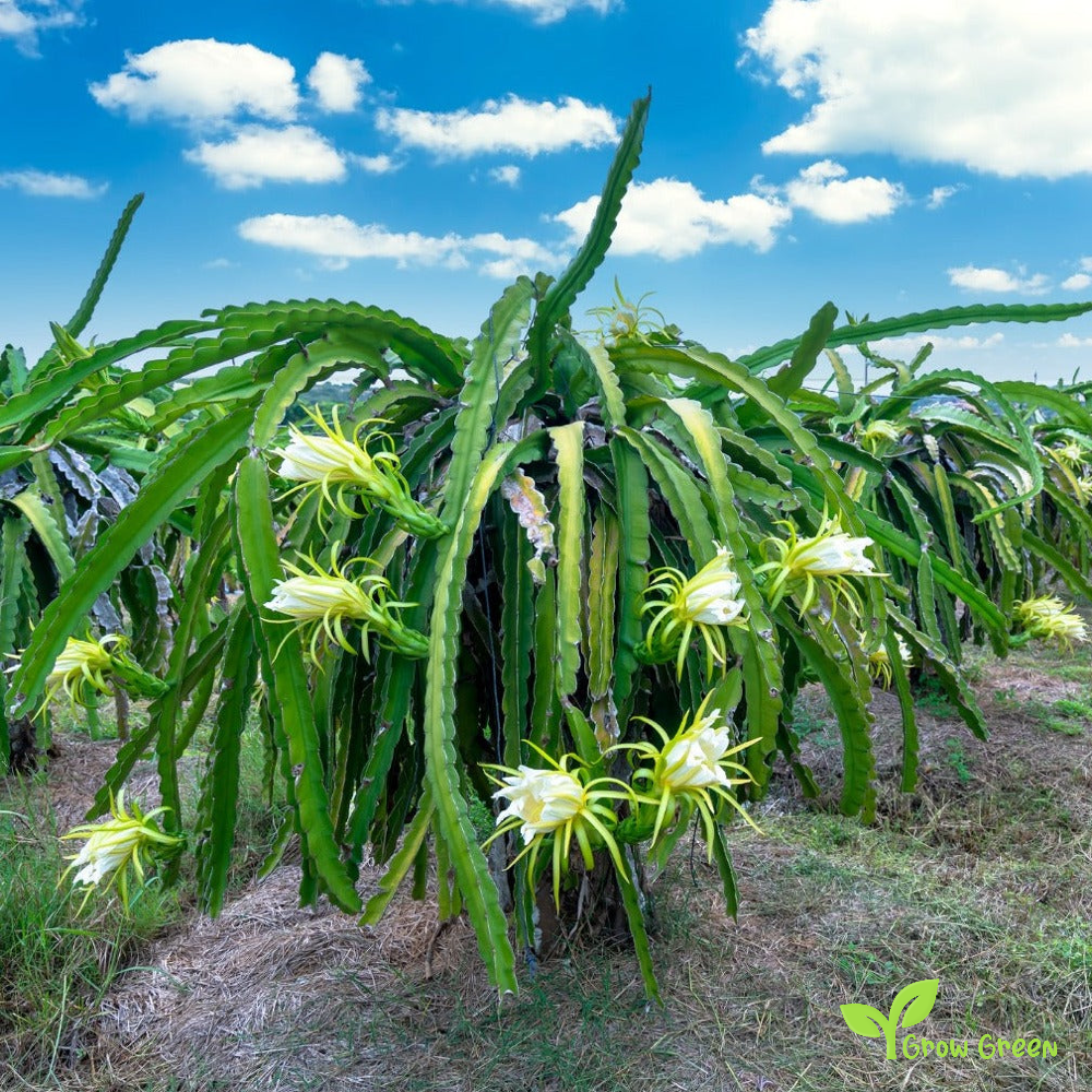 10 seeds of Yellow Dragon Fruit - HYLOCEREUS MEGALANTHUS - Pitahaya + Gift 5 seeds Sunflower