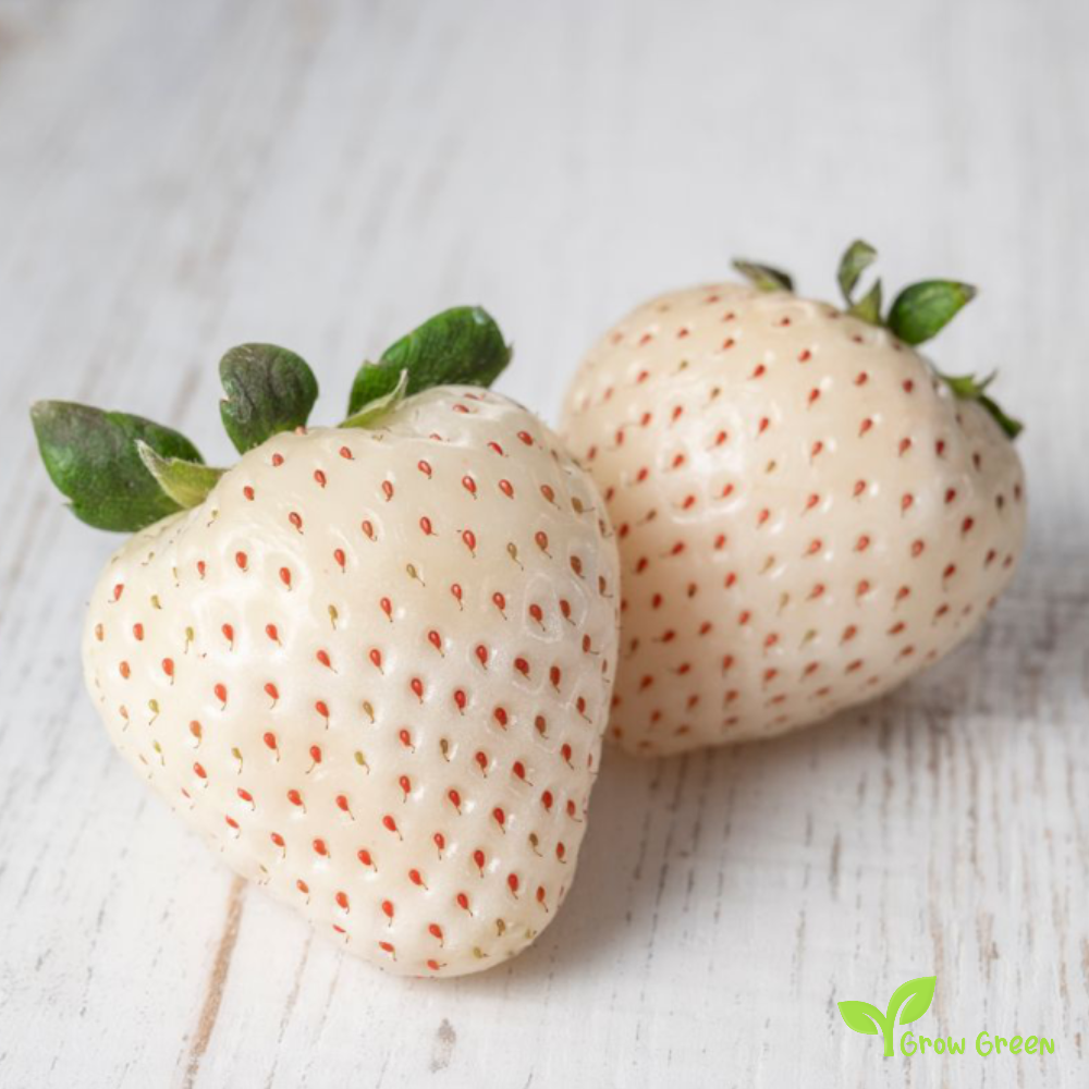10 seeds of Pineberry Strawberry - FRAGARIA CHILOENSIS VIRGINIANA + Gift 5 seeds Sunflower