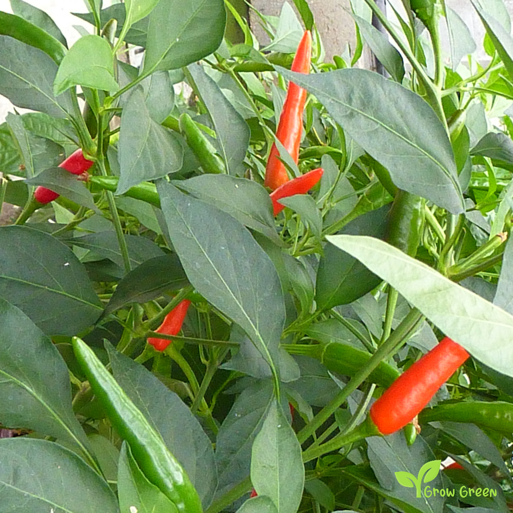 10 seeds of Bird's Eye Chilli - CAPSICUM ANNUUM + Gift 5 seeds Sunflower