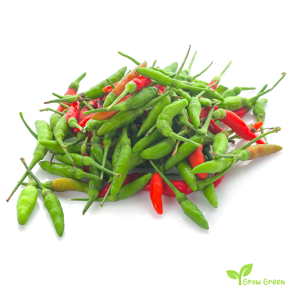 10 seeds of Bird's Eye Chilli - CAPSICUM ANNUUM + Gift 5 seeds Sunflower