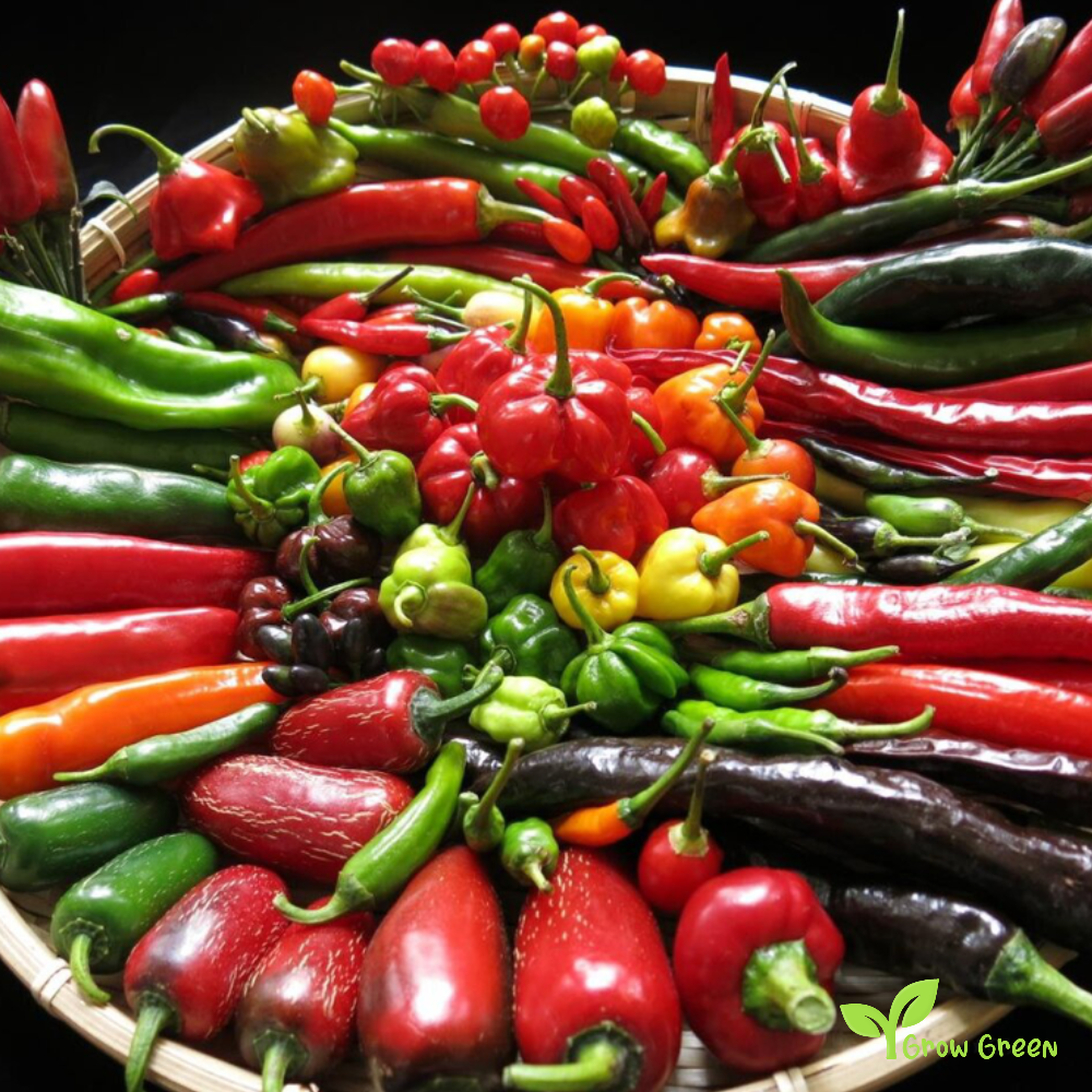 10 seeds of RED Scotch Bonnet Chilli - CAPSICUM CHINENESE + Gift 5 seeds of Sunflower