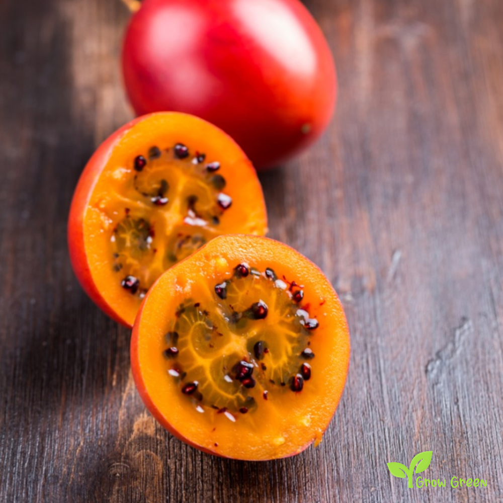 20 seeds of Tamarillo - SOLANUM BETACEUM - Tomato Tree + Gift 5 seeds Sunflower