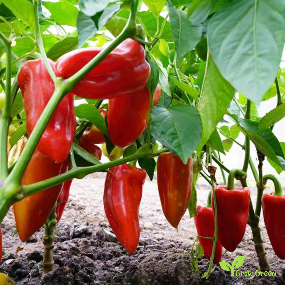 10 seeds of Red Capya Pepper - CAPSICUM ANNUUM - Kapia Pepper + Gift 5 seeds of Sunflower