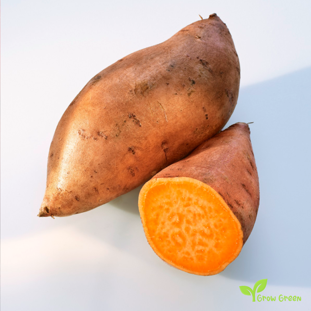 1 root of Sweet Potato Orange - IPOMEA BATATAS - Orange Flesh Yam + Gift 5 seeds of Sunflower