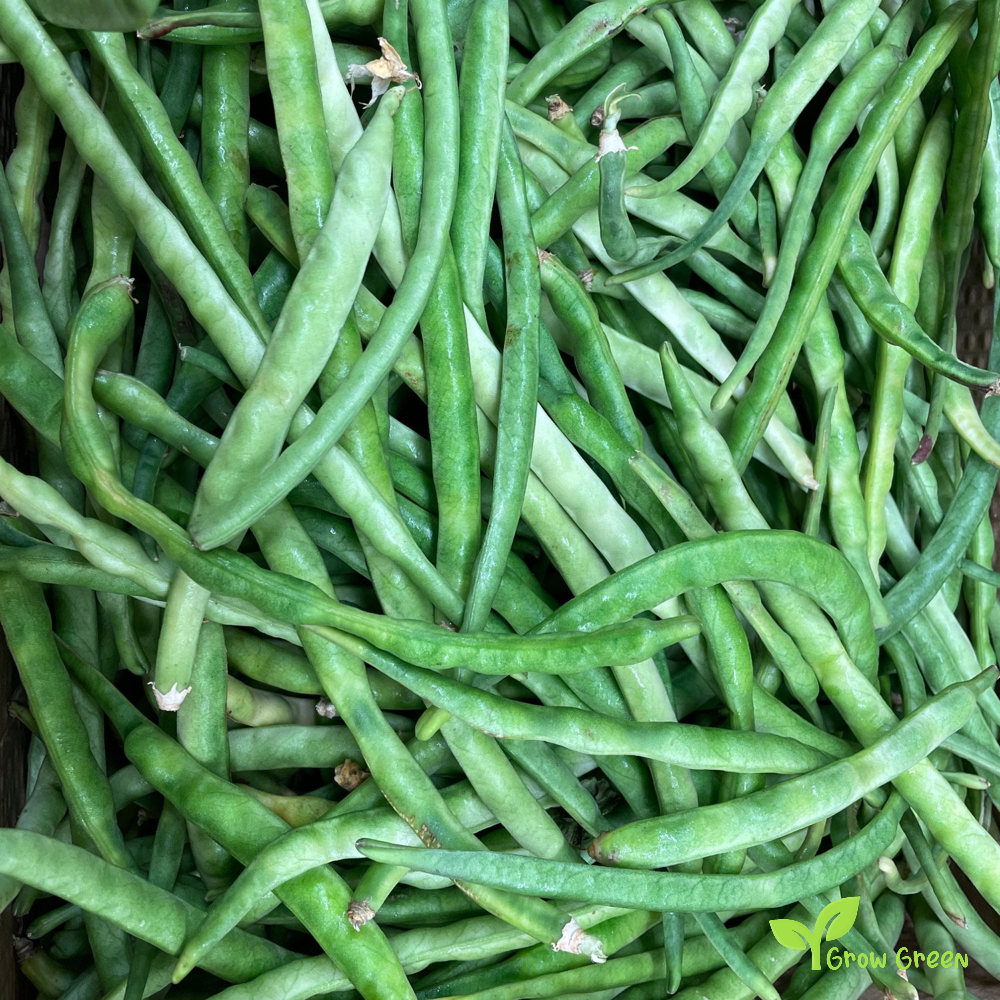 25 seeds of Cyprus Black Eyed Bean - PHASEOLUS - Goat Pea + Gift 5 seeds of Sunflower