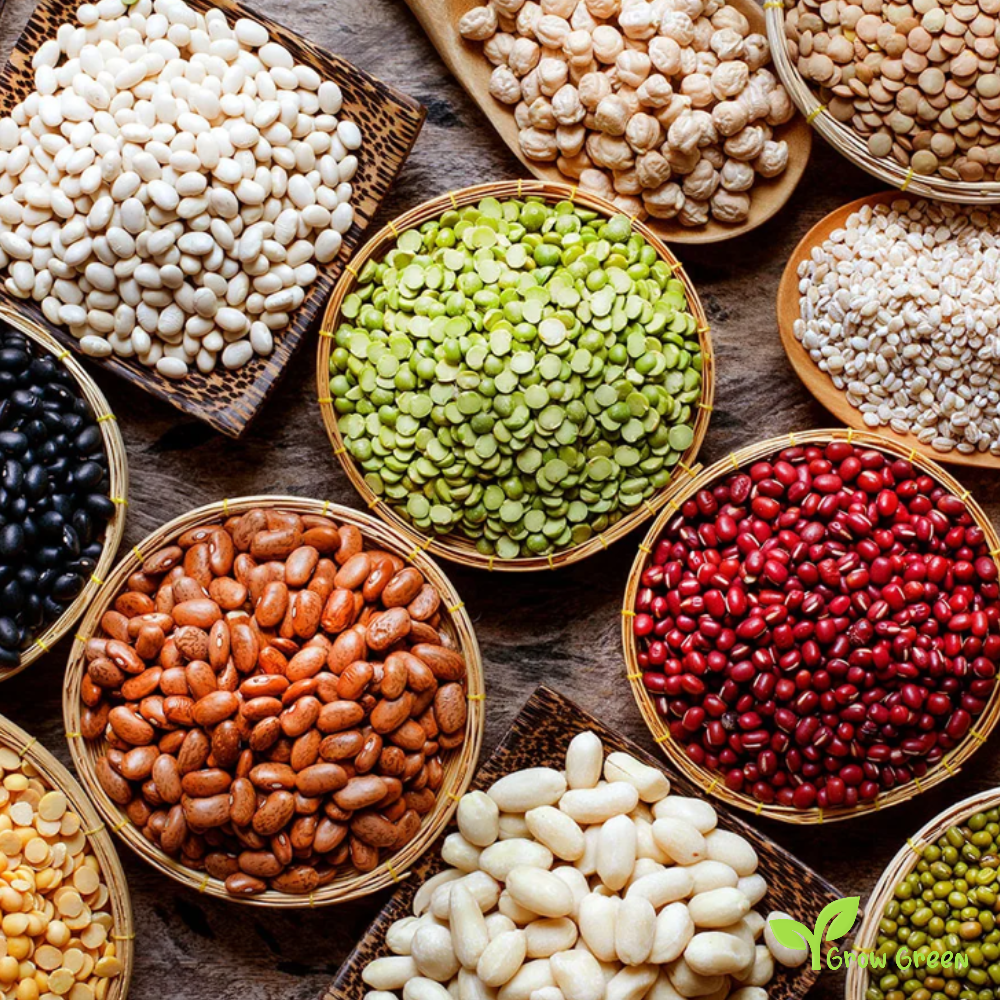 25 seeds of Cyprus Black Eyed Bean - PHASEOLUS - Goat Pea + Gift 5 seeds of Sunflower