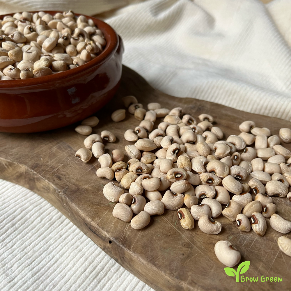 25 seeds of Cyprus Black Eyed Bean - PHASEOLUS - Goat Pea + Gift 5 seeds of Sunflower