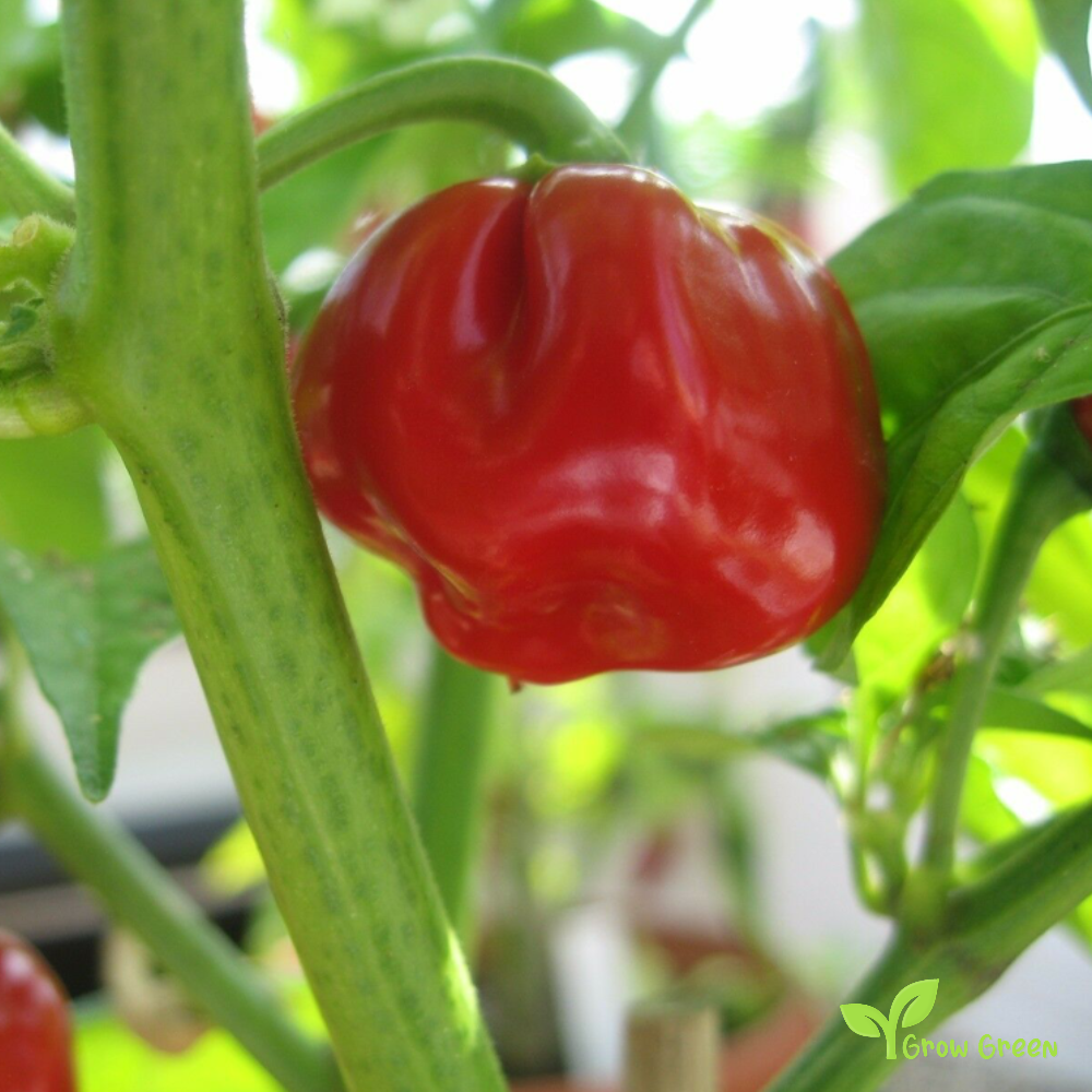 10 seeds of RED Scotch Bonnet Chilli - CAPSICUM CHINENESE + Gift 5 seeds of Sunflower