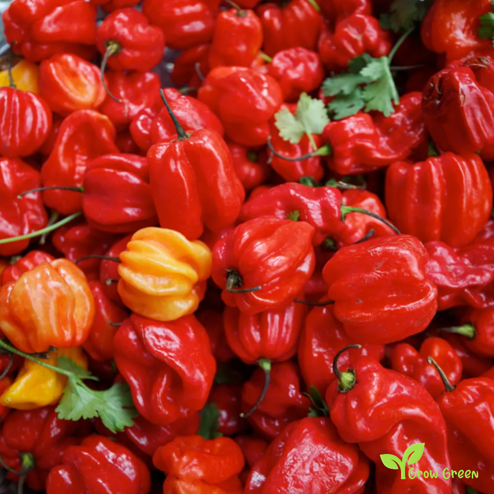 10 seeds of RED Scotch Bonnet Chilli - CAPSICUM CHINENESE + Gift 5 seeds of Sunflower