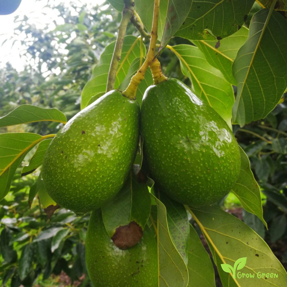 3 seeds of Avocado - PERSEA AMERICANA - Smooth Skin + Gift 5 seeds of Sunflower