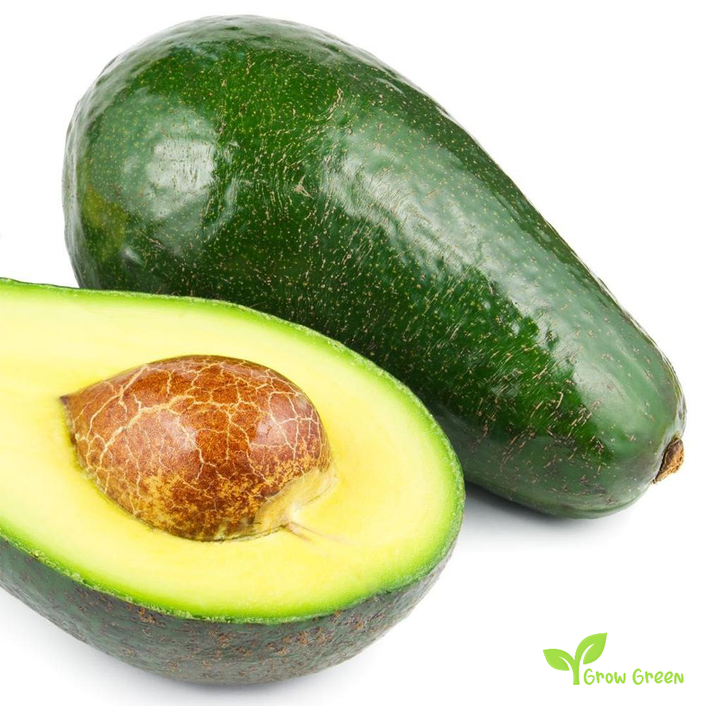 3 seeds of Avocado - PERSEA AMERICANA - Smooth Skin + Gift 5 seeds of Sunflower