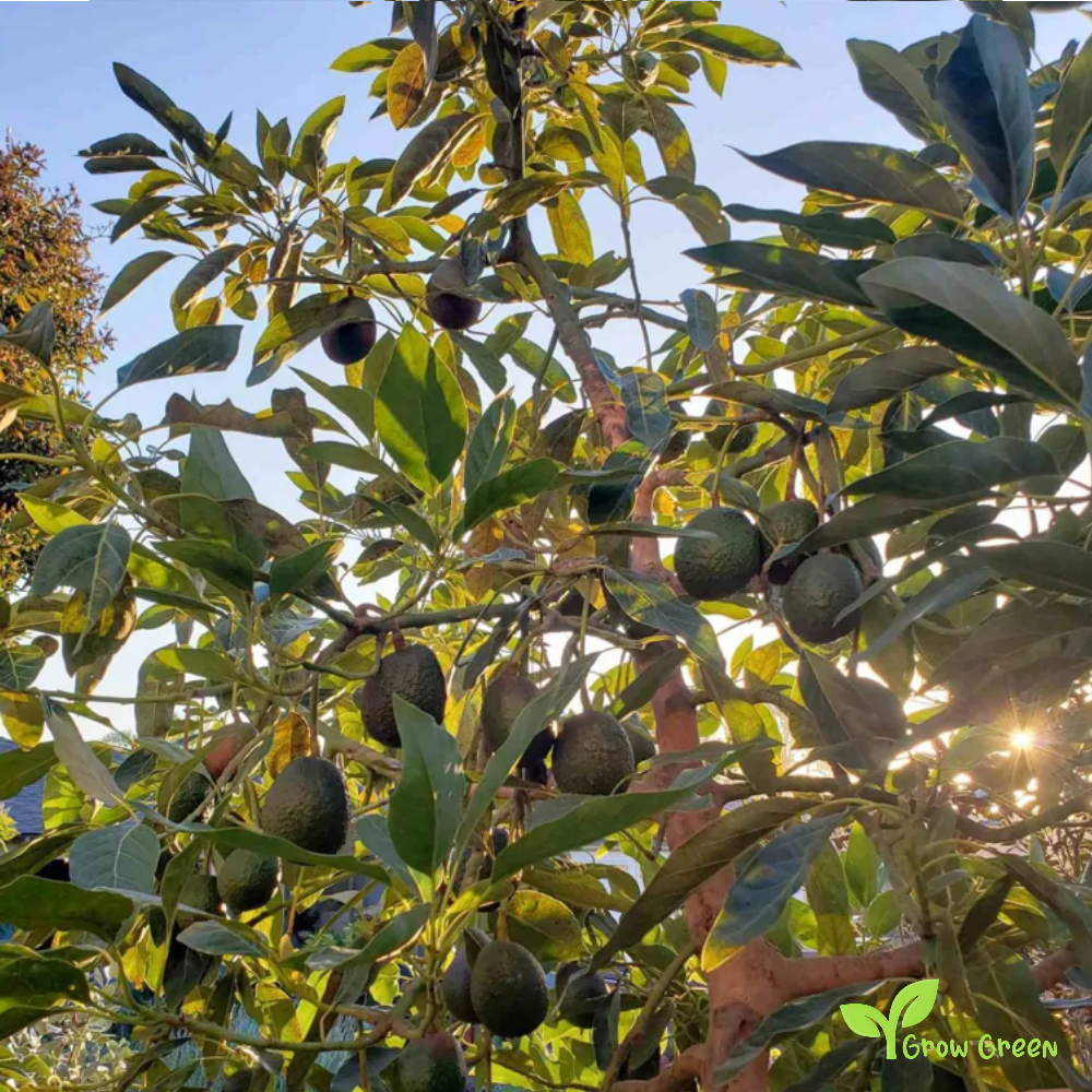 3 seeds of Avocado - PERSEA AMERICANA - Rough Skin + Gift 5 seeds of Sunflower