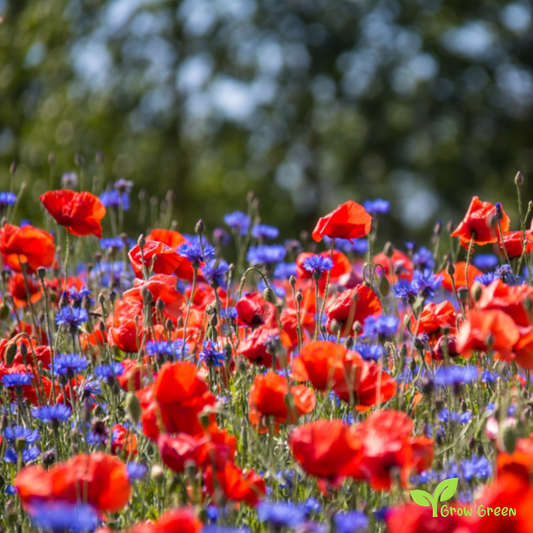 100 seeds of Mixed Colour Poppy - PAPAVER + Gift 5 seeds of Sunflower