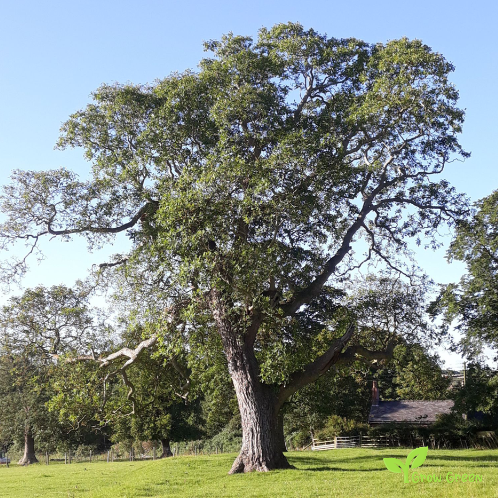 5 seeds of Walnut - JUNGLANS REGIA + Gift 5 seeds of Sunflower
