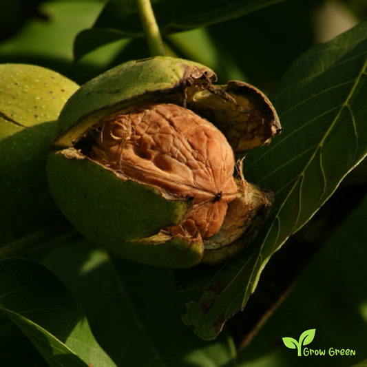 5 seeds of Walnut - JUNGLANS REGIA + Gift 5 seeds of Sunflower