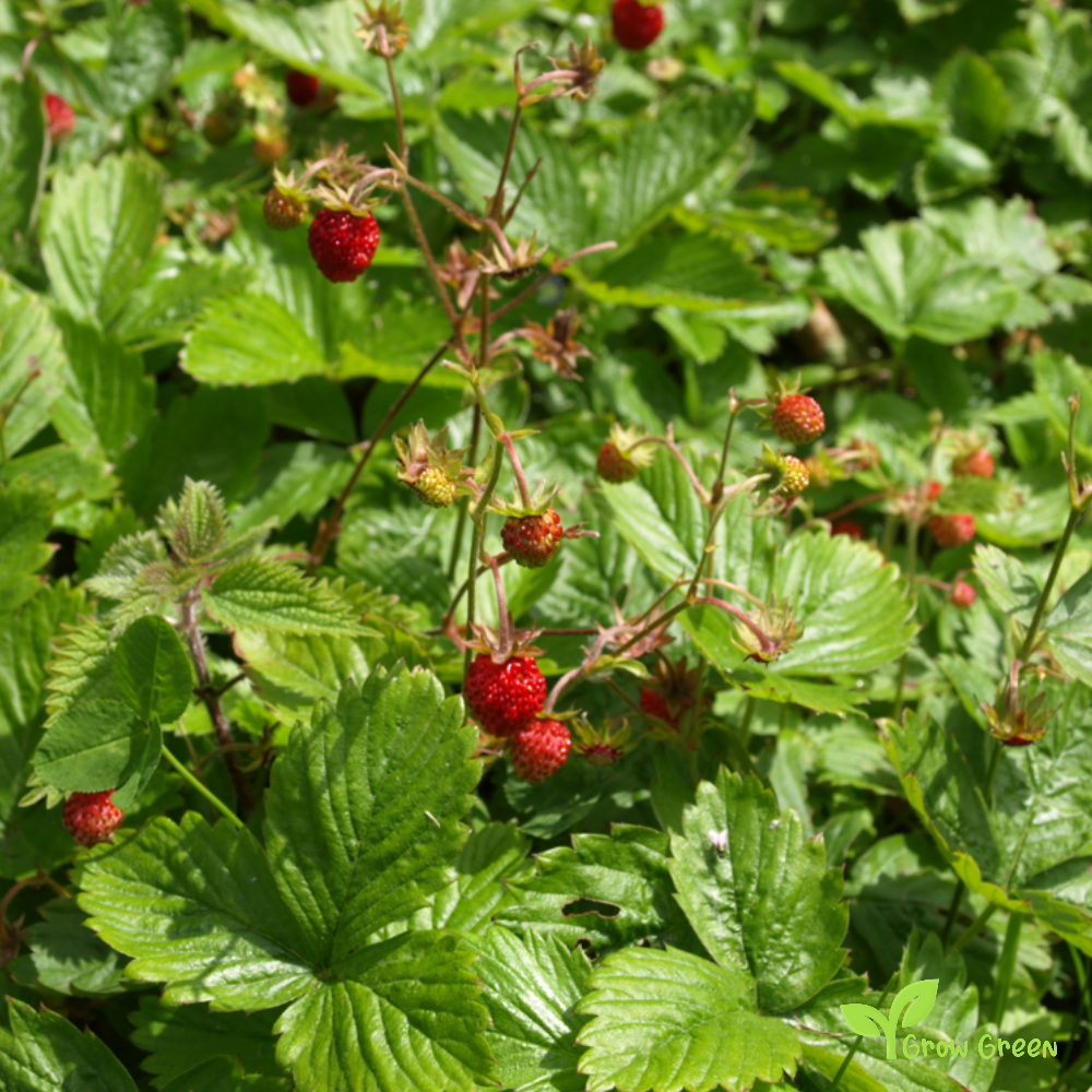 10 seeds of Wild Strawberry - FRAGARIA VESCA - Woodland + Gift 5 seeds of Sunflower