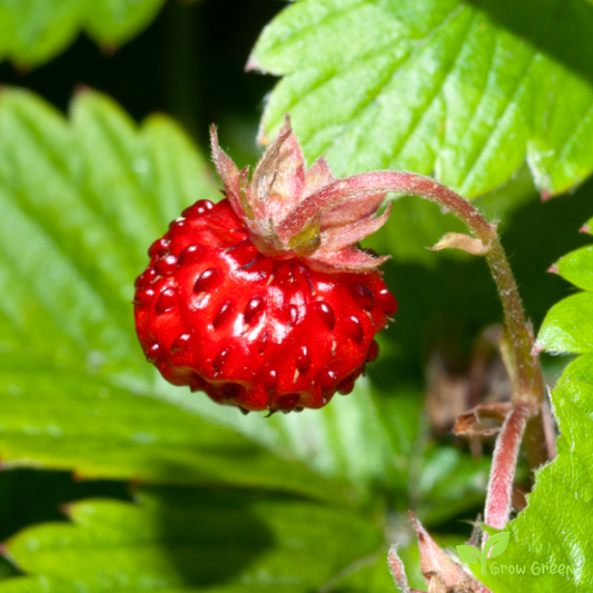 10 seeds of Wild Strawberry - FRAGARIA VESCA - Woodland + Gift 5 seeds of Sunflower