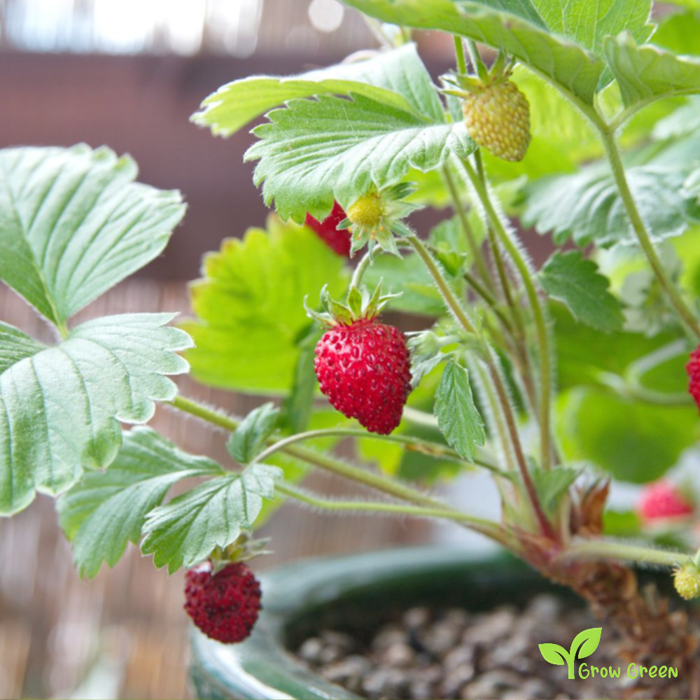 10 seeds of Wild Strawberry - FRAGARIA VESCA - Woodland + Gift 5 seeds of Sunflower
