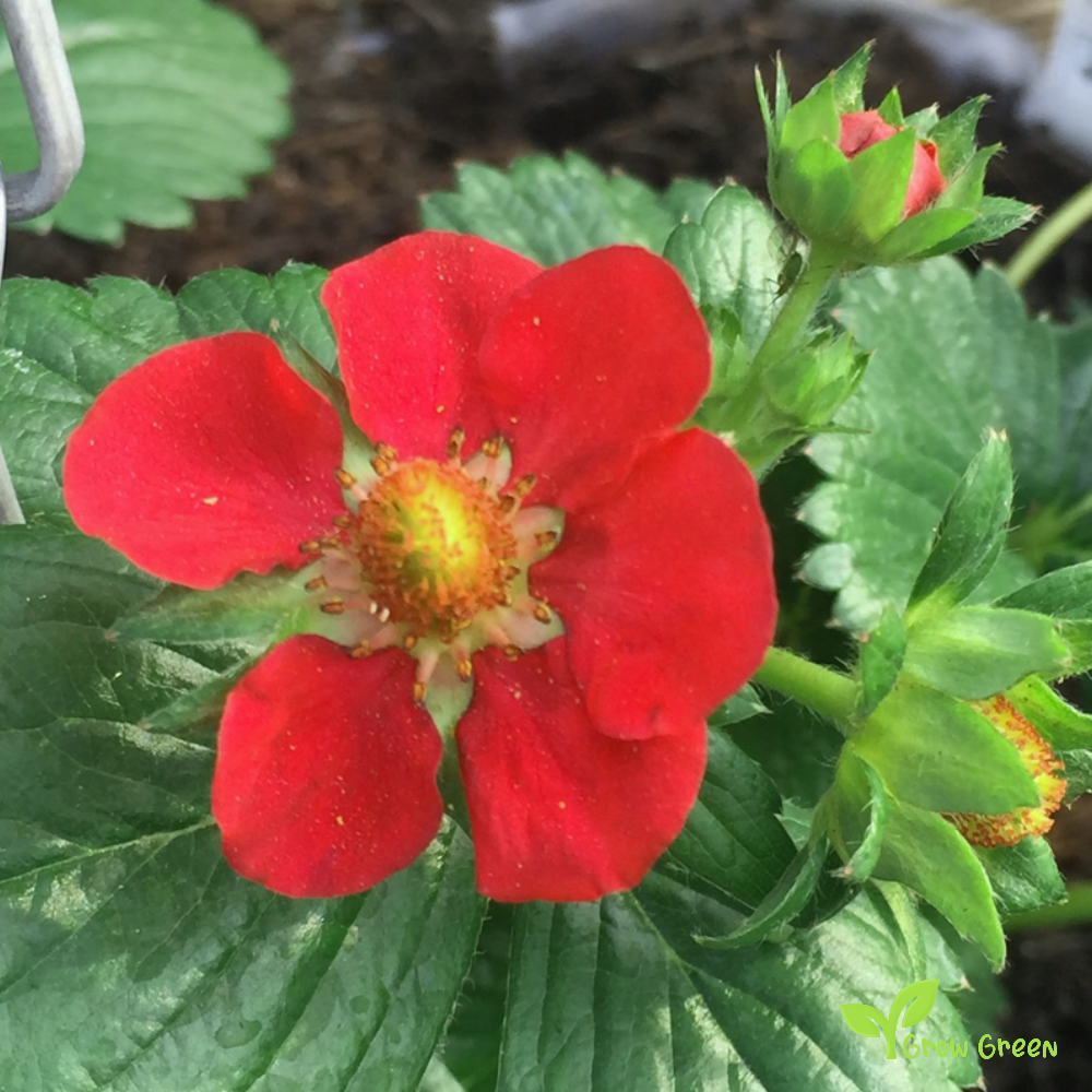 5 seeds of Ruby Ann Strawberry - FRAGARIA ANANASSA - Red Flower + Gift 5 seeds of Sunflower